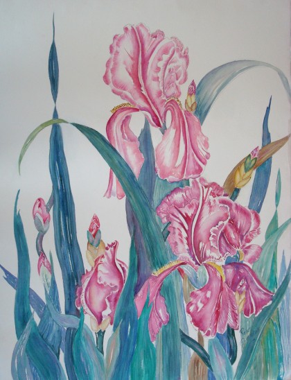 magical-pink-iris Magical Pink Iris